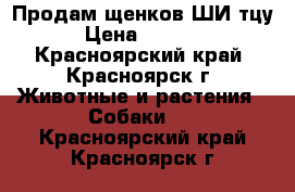 Продам щенков ШИ тцу. › Цена ­ 20 000 - Красноярский край, Красноярск г. Животные и растения » Собаки   . Красноярский край,Красноярск г.